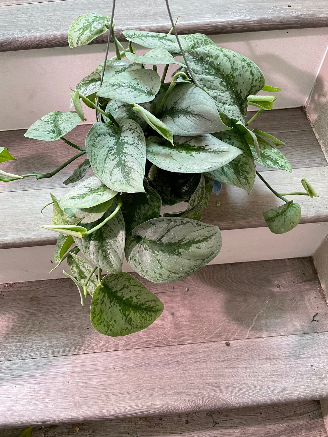 Large -6 inch potted live  santin silver pothos exoctica-similar to picture not exact-trailing about 5 inches