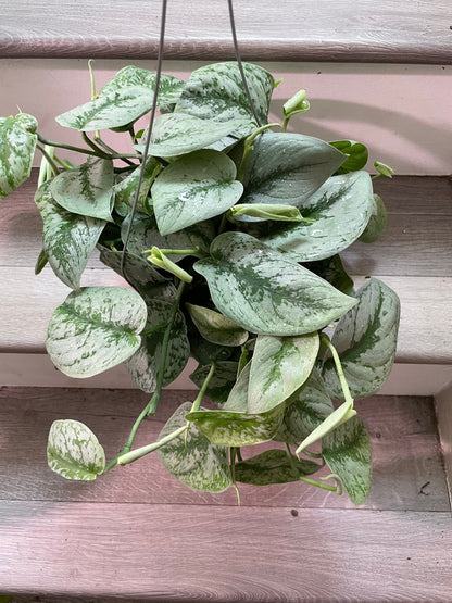 Large -6 inch potted live  santin silver pothos exoctica-similar to picture not exact-trailing about 5 inches