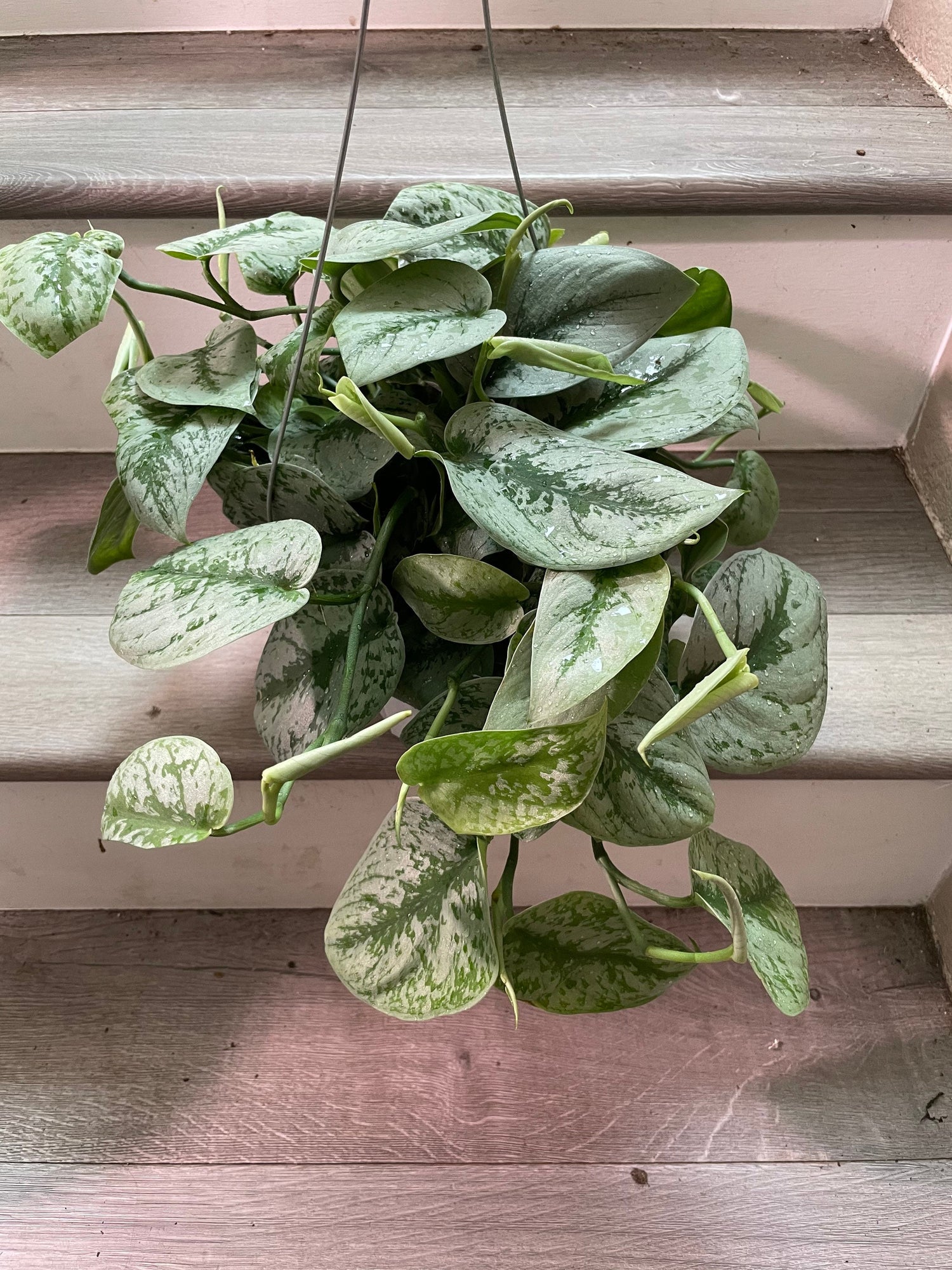 Large -6 inch potted live  santin silver pothos exoctica-similar to picture not exact-trailing about 5 inches