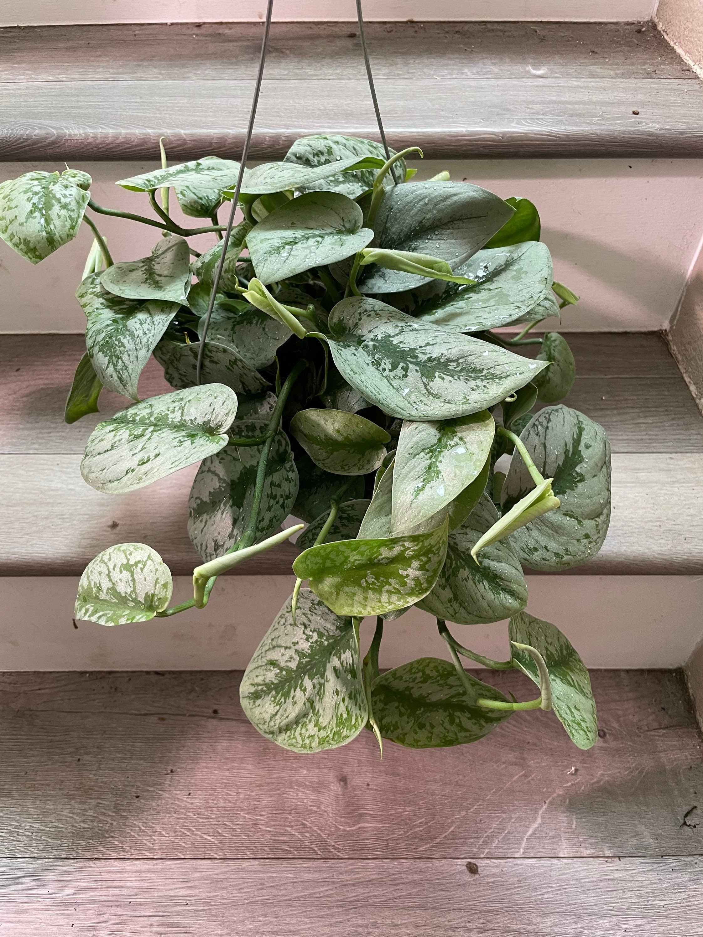 Large -6 inch potted live  santin silver pothos exoctica-similar to picture not exact-trailing about 5 inches