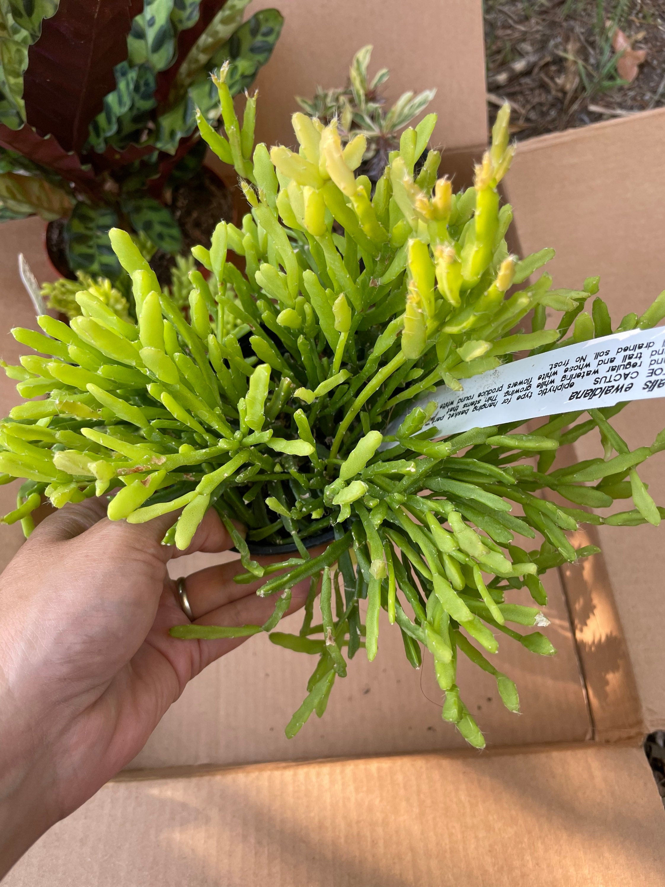 rhipsalis ewaldiana -easy care- multiple options