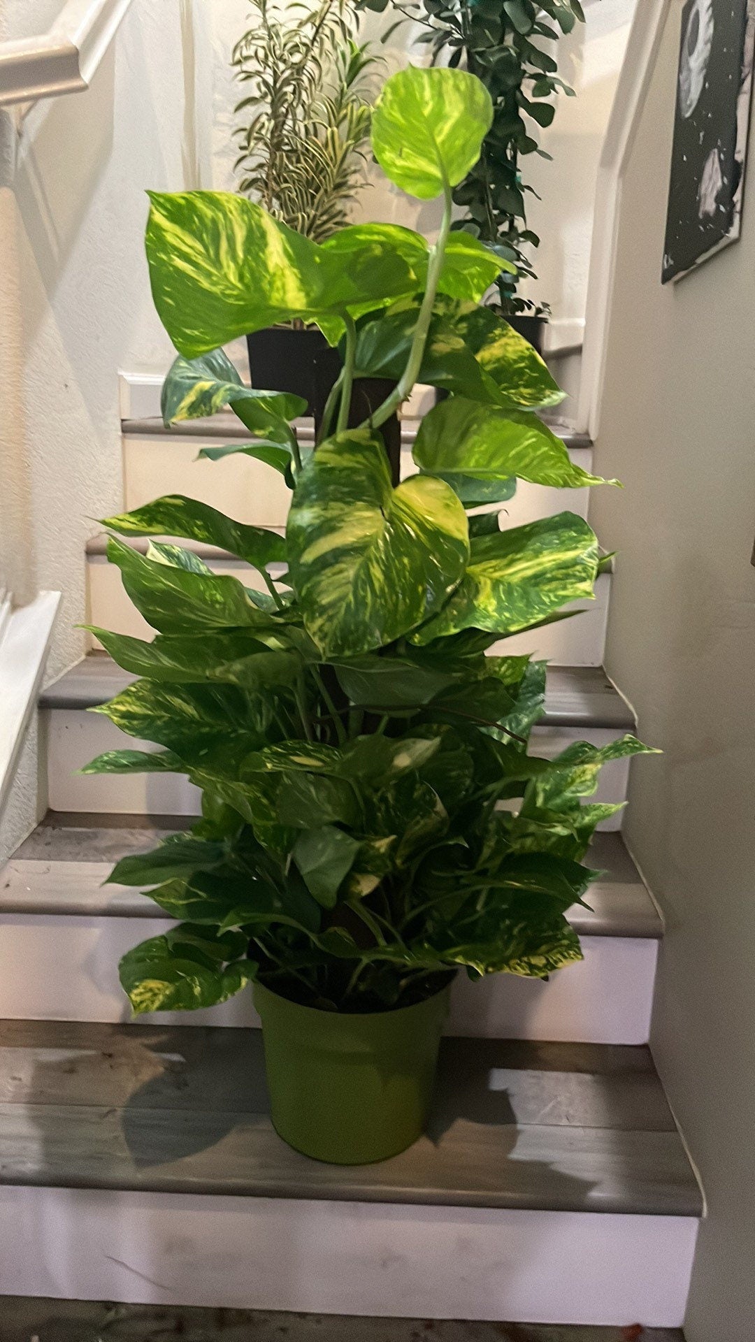 Rare ! 3ft tall-Giant Hawaiian Pothos Trellis on pole -similar to photo not exact- new photo pending