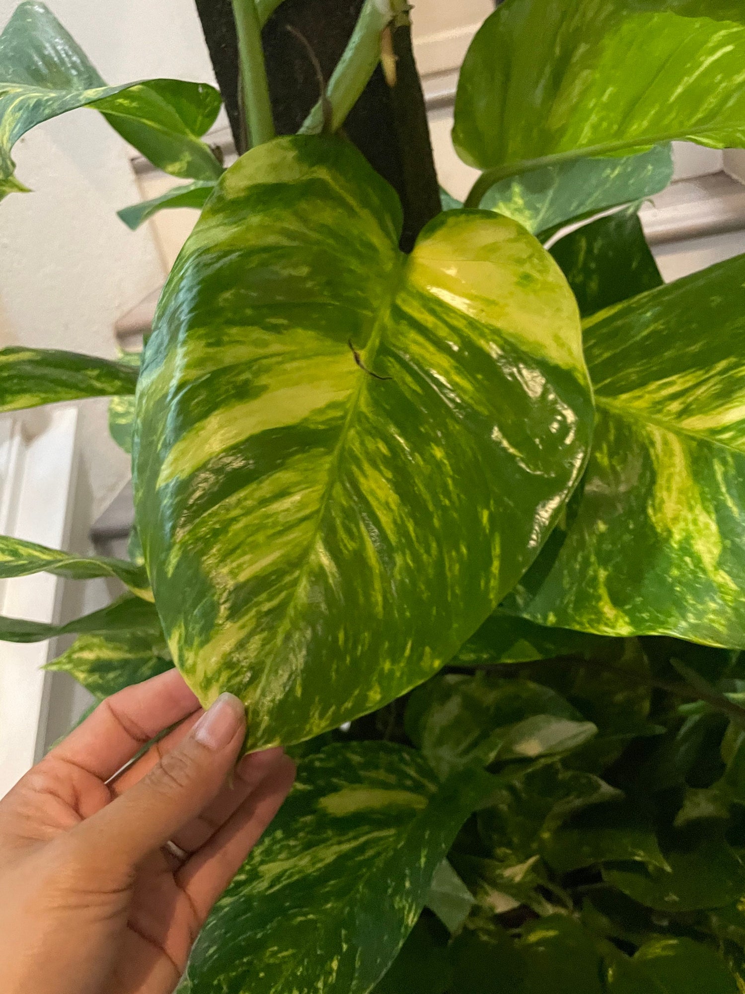 Rare ! 3ft tall-Giant Hawaiian Pothos Trellis on pole -similar to photo not exact- new photo pending