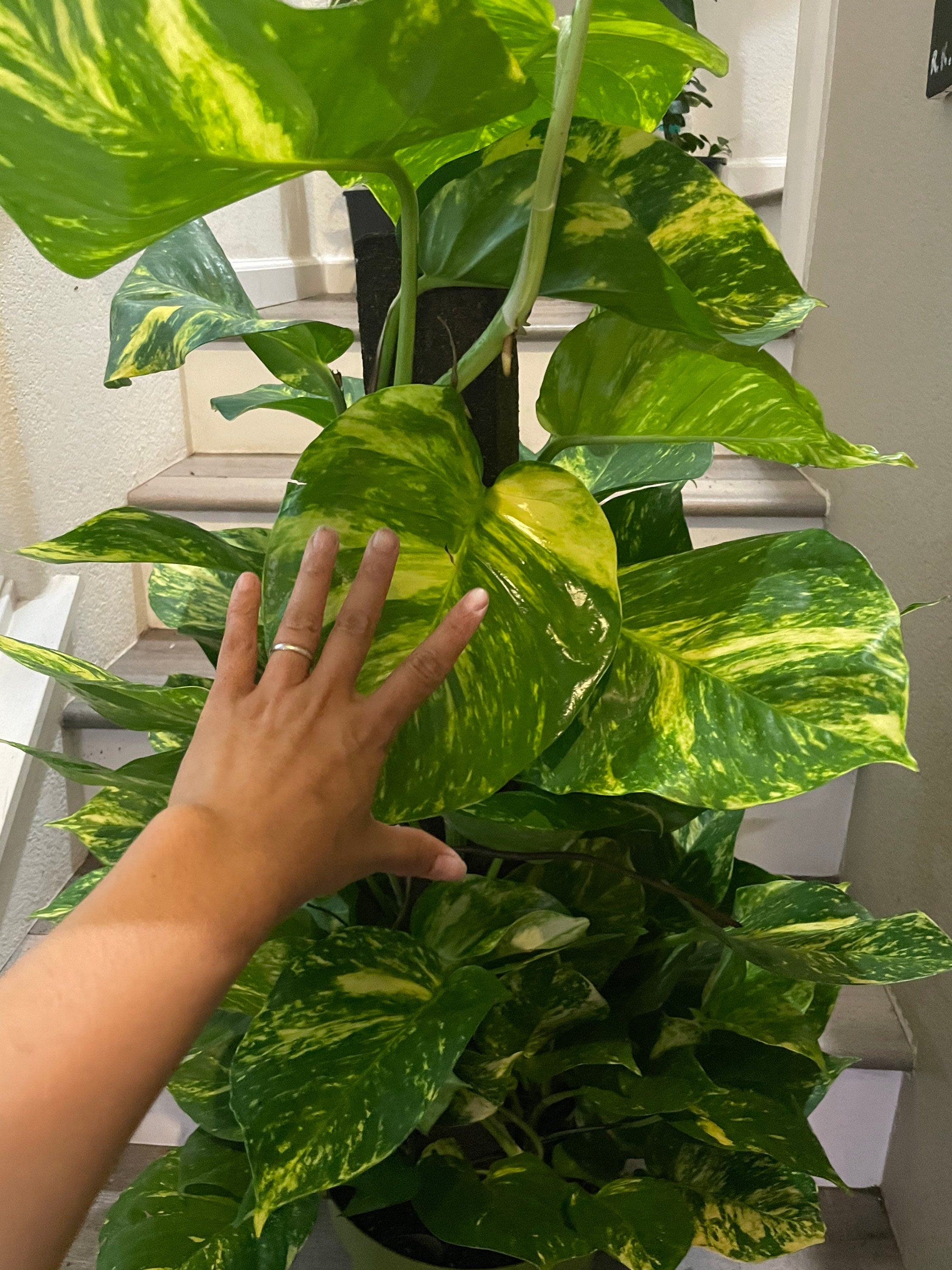 Rare ! 3ft tall-Giant Hawaiian Pothos Trellis on pole -similar to photo not exact- new photo pending