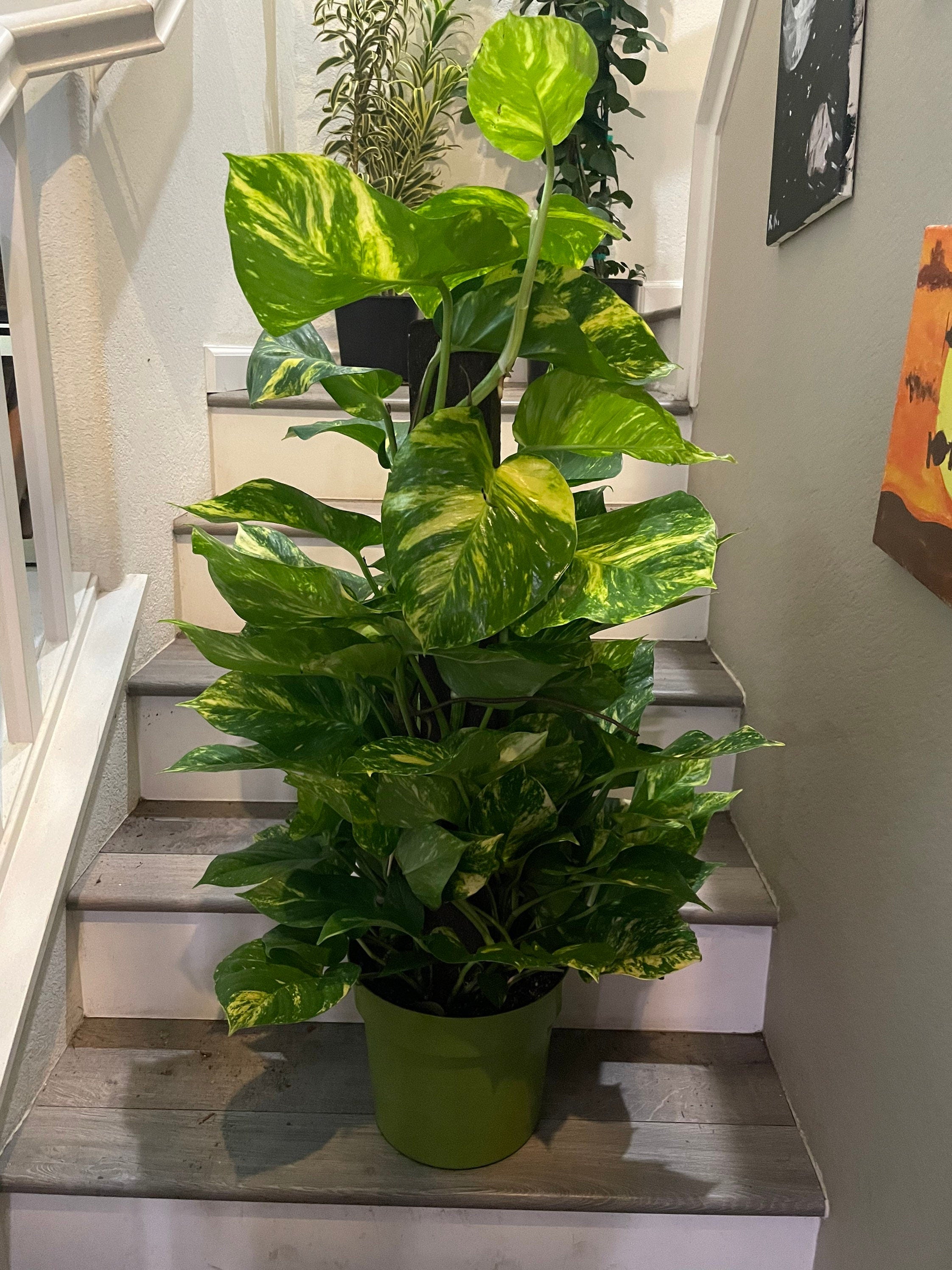 Rare ! 3ft tall-Giant Hawaiian Pothos Trellis on pole -similar to photo not exact- new photo pending