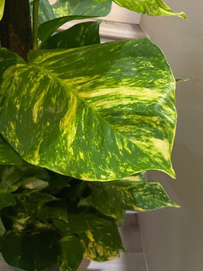 Rare ! 3ft tall-Giant Hawaiian Pothos Trellis on pole -similar to photo not exact- new photo pending