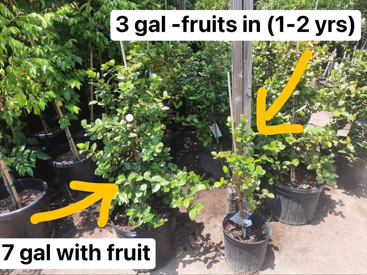 7 gallon potted -why wait ? fruiting size -yellow star cherry -3 -4 ft tall tree-similar to picture not exact-pitangatuba-Eugenia neonitida