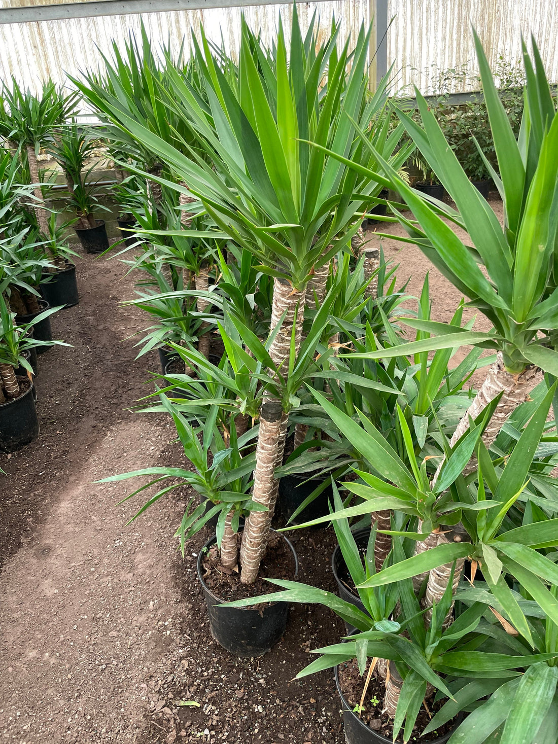 3ft yucca -easy care , low light , low water