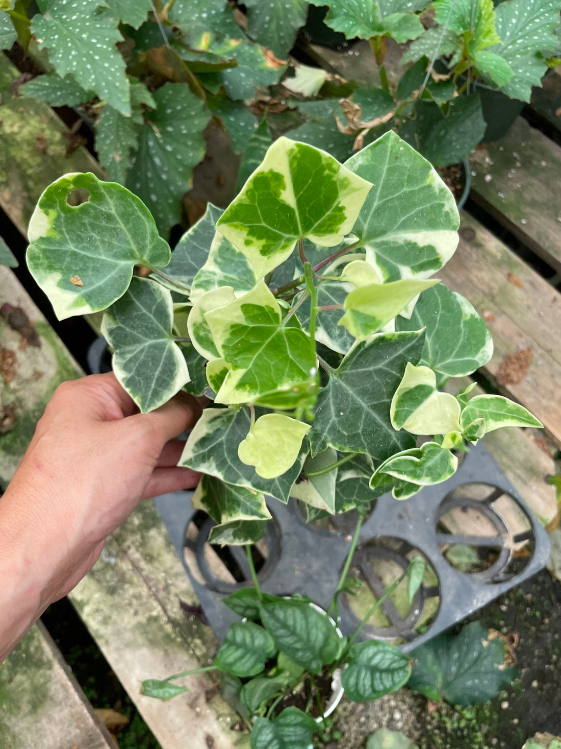 Large 4 inch potted -Senecio macroglossus‘Variegatus,variegated wax ivy-high variegation