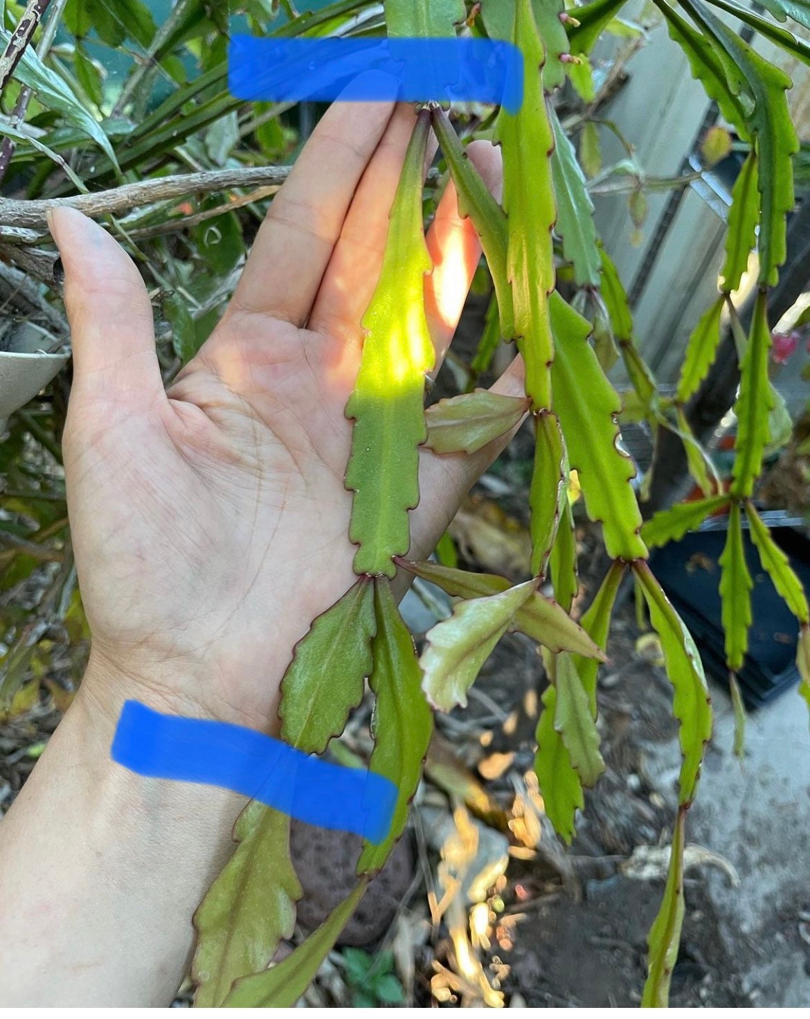 Rhipsalis crispata Cuttings - 2 cuttings -6 inches approximately like the size of my palm in 2nd photo. Has mini white flowers - easy care