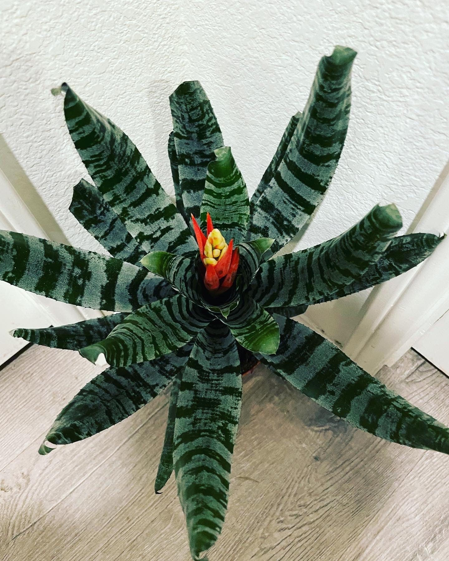 XL- 1ft-Variegated Bromeliad- easy care keep water in flower cup! hard to find Rare! Aechmea chantinii black-Rebecca