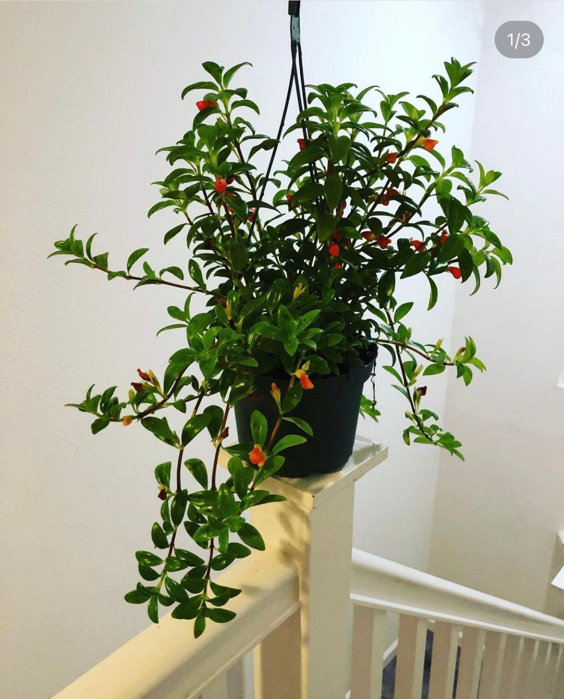 XL - Gold Fish Plant - Ship in 6&quot; Pot -Indoor or outdoor- Great for mounts - epiphyte-blooming exact plant