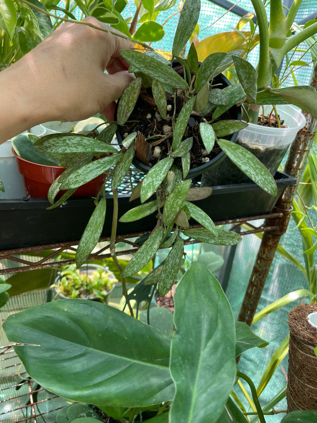 Full pot well rooted with new growth -hoya sigilatis -similar to photo -does need warm temps-trailing