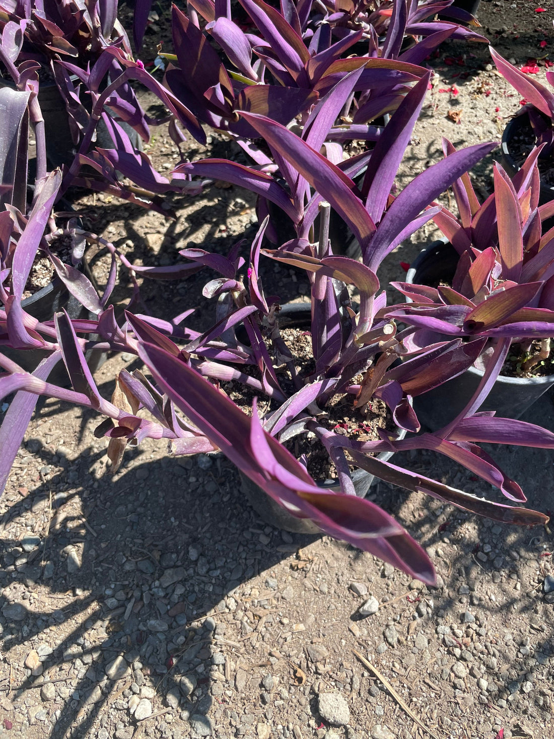 Xtra Large 6 inch pot live plant -Tradescantia Purple Heart-| Succulent-Like -Hard to Find this size