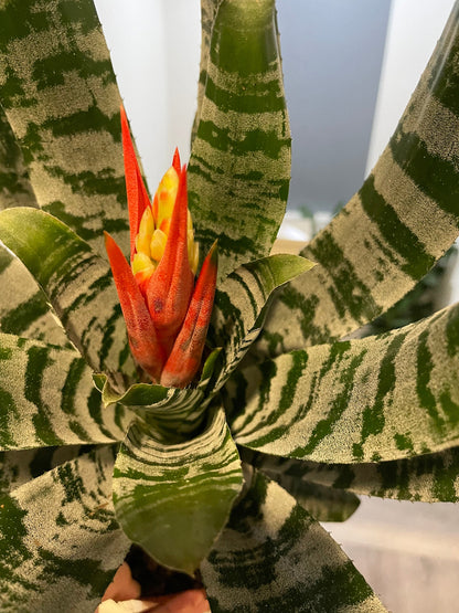 XL- 1ft-Variegated Bromeliad- easy care keep water in flower cup! hard to find Rare! Aechmea chantinii black-Rebecca