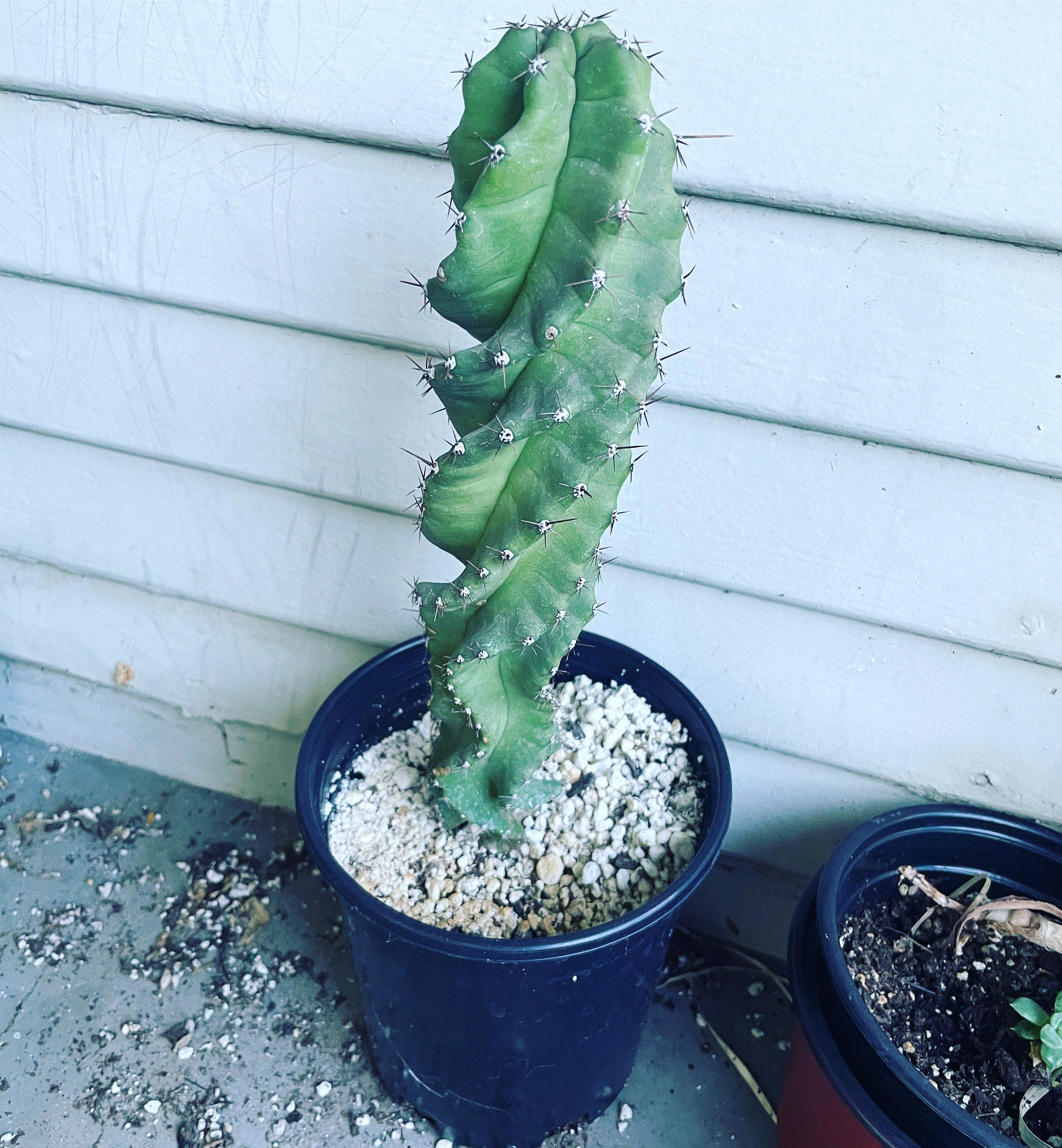 Cereus Forbesii Spiralis (spiral cactus) -1 ft tall -established and acclimated under porch . Low water needs . Similar not exact