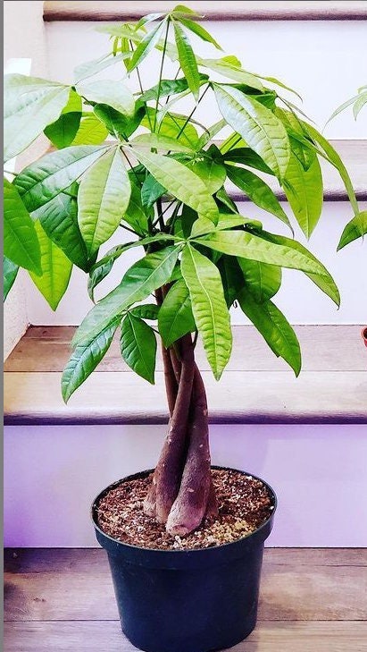 Large 6 inch potted - 2ft  tall -Money Tree-Pachira Aquatica Money Tree - Good Luck Plant -Indoor office plant- Air purifier bonsai