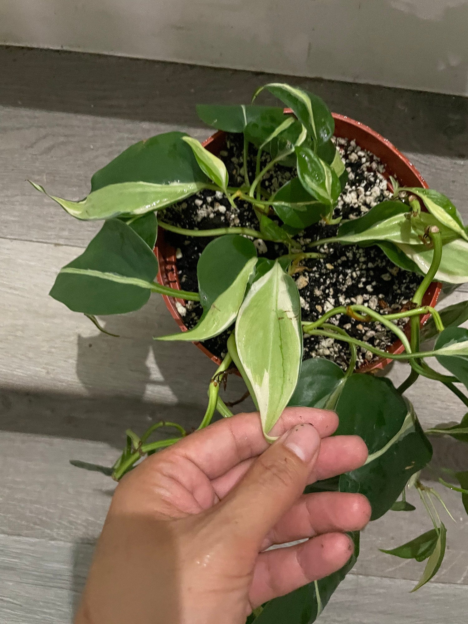 6 &quot; pot Philodendron Silver Stripe-exact plant