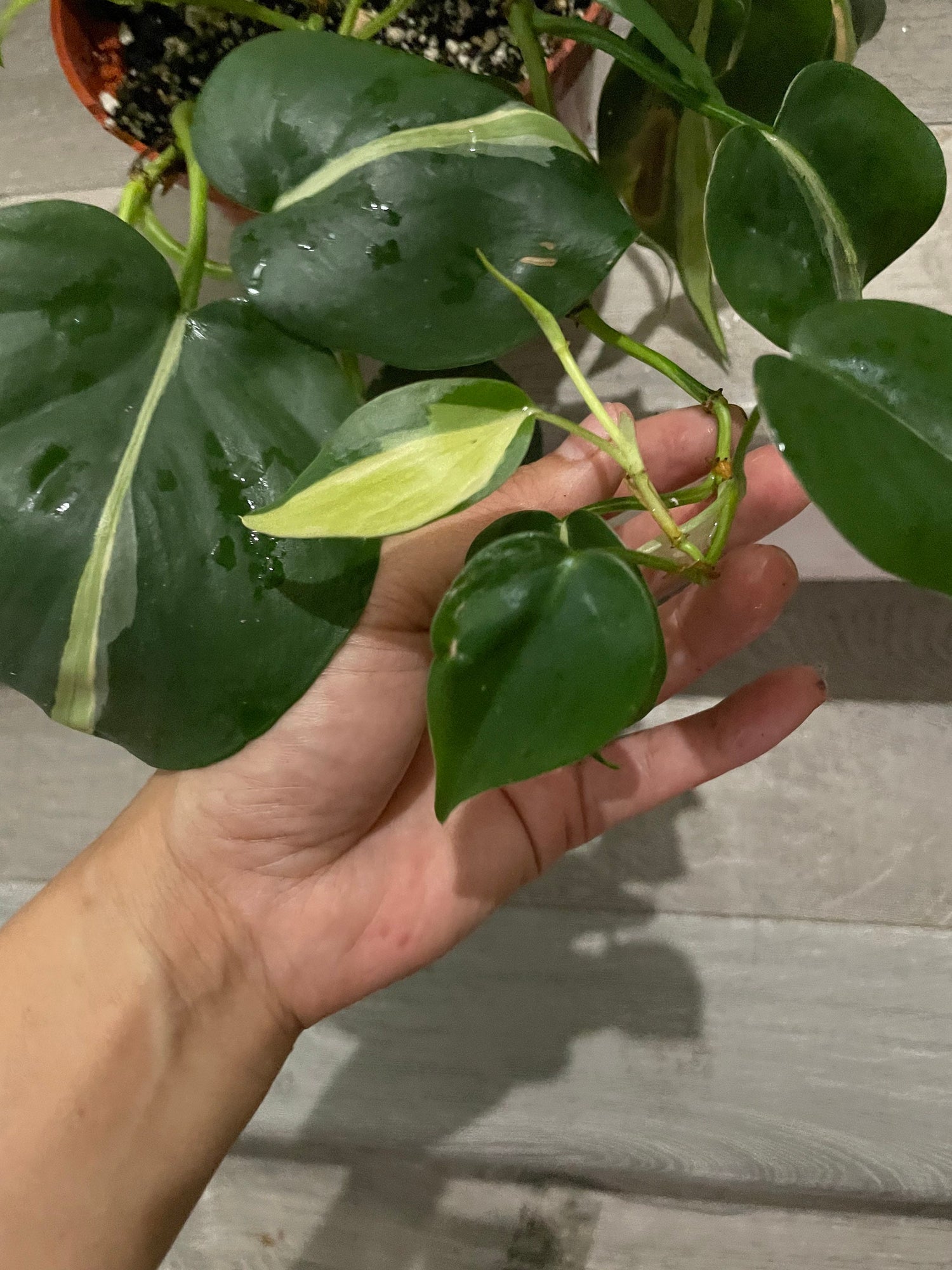 6 &quot; pot Philodendron Silver Stripe-exact plant