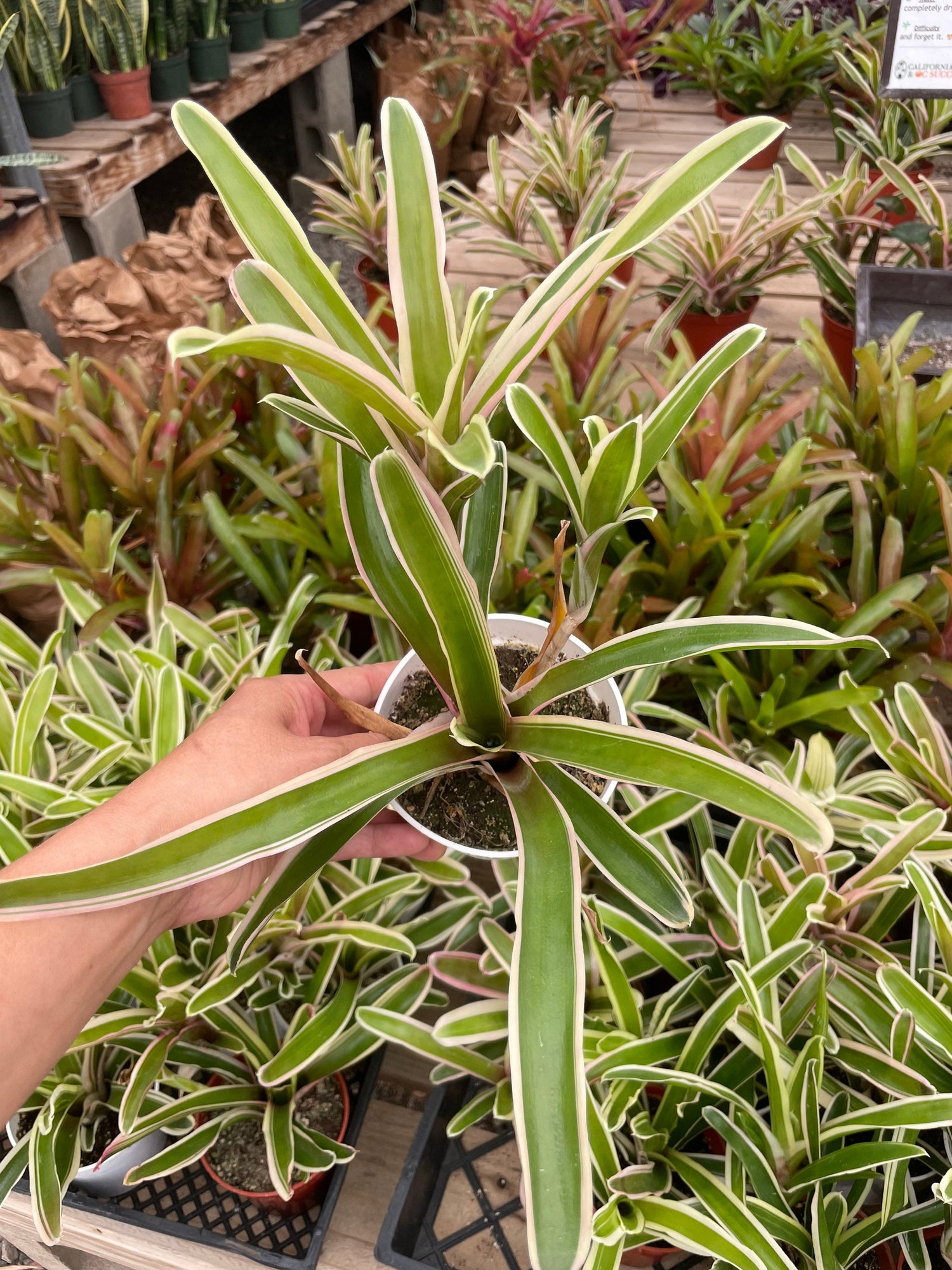 4 inch pot -Neoregelia Donger - Bromeliad - keep water in flower cup! Great for terrarium , mount project  ,epiphyte-mount not included