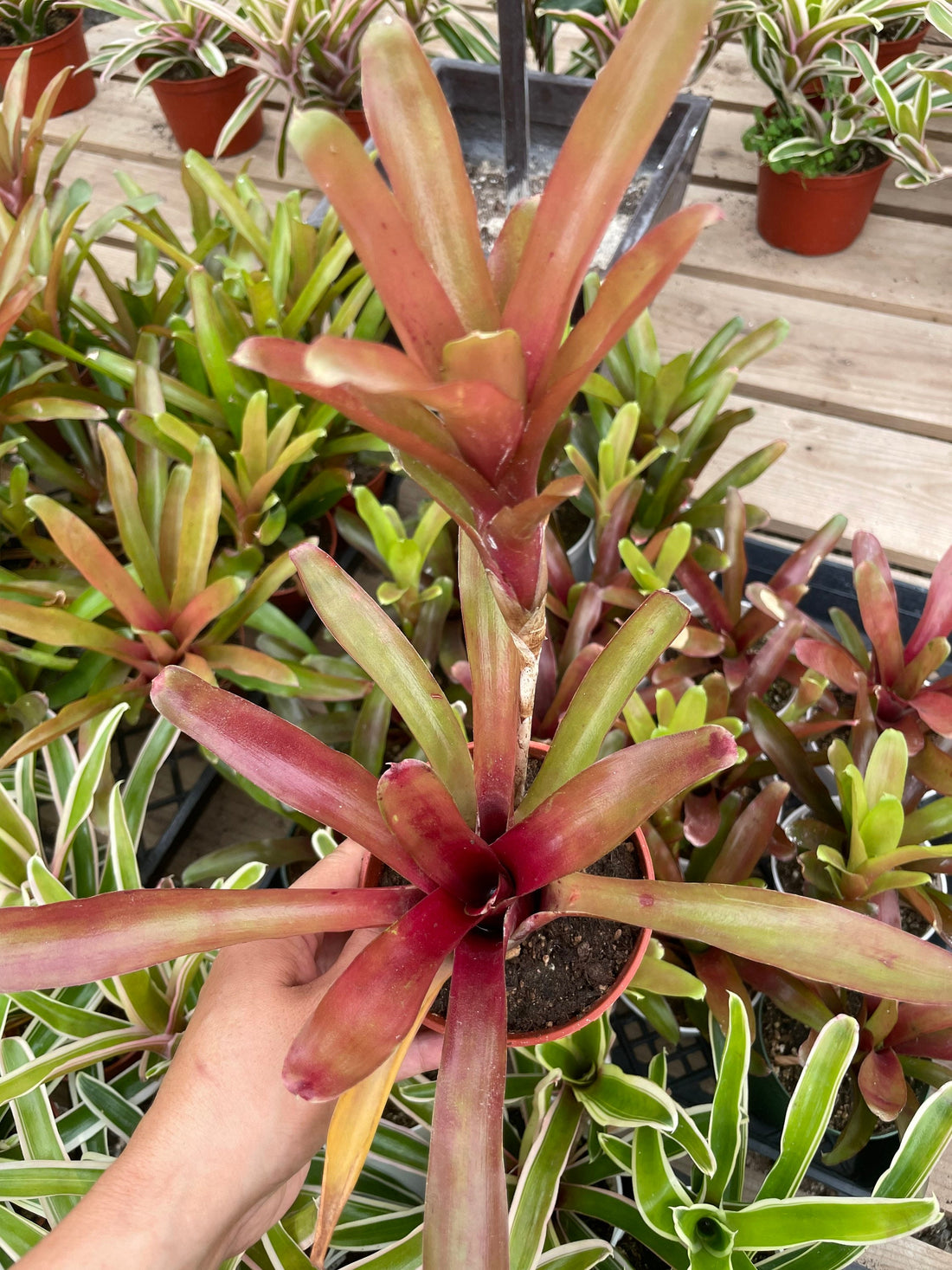 4 inch pot -Neoregelia Fireball - Bromeliad -easy care keep water in flower cup! Great for terrarium , mounting projects ,epiphyte