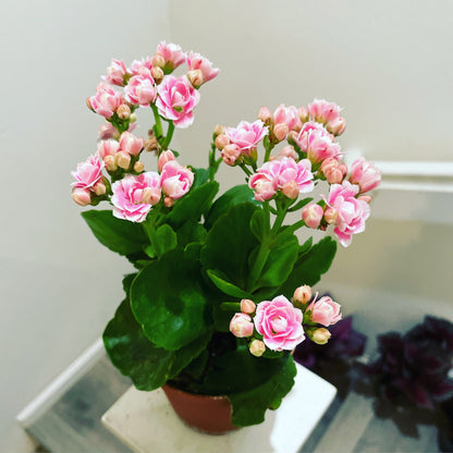 4 inch Live potted -light pink Kalanchoe calandiva - double blooms-rare bicolor white and pink - newest color as of 9/11/2022