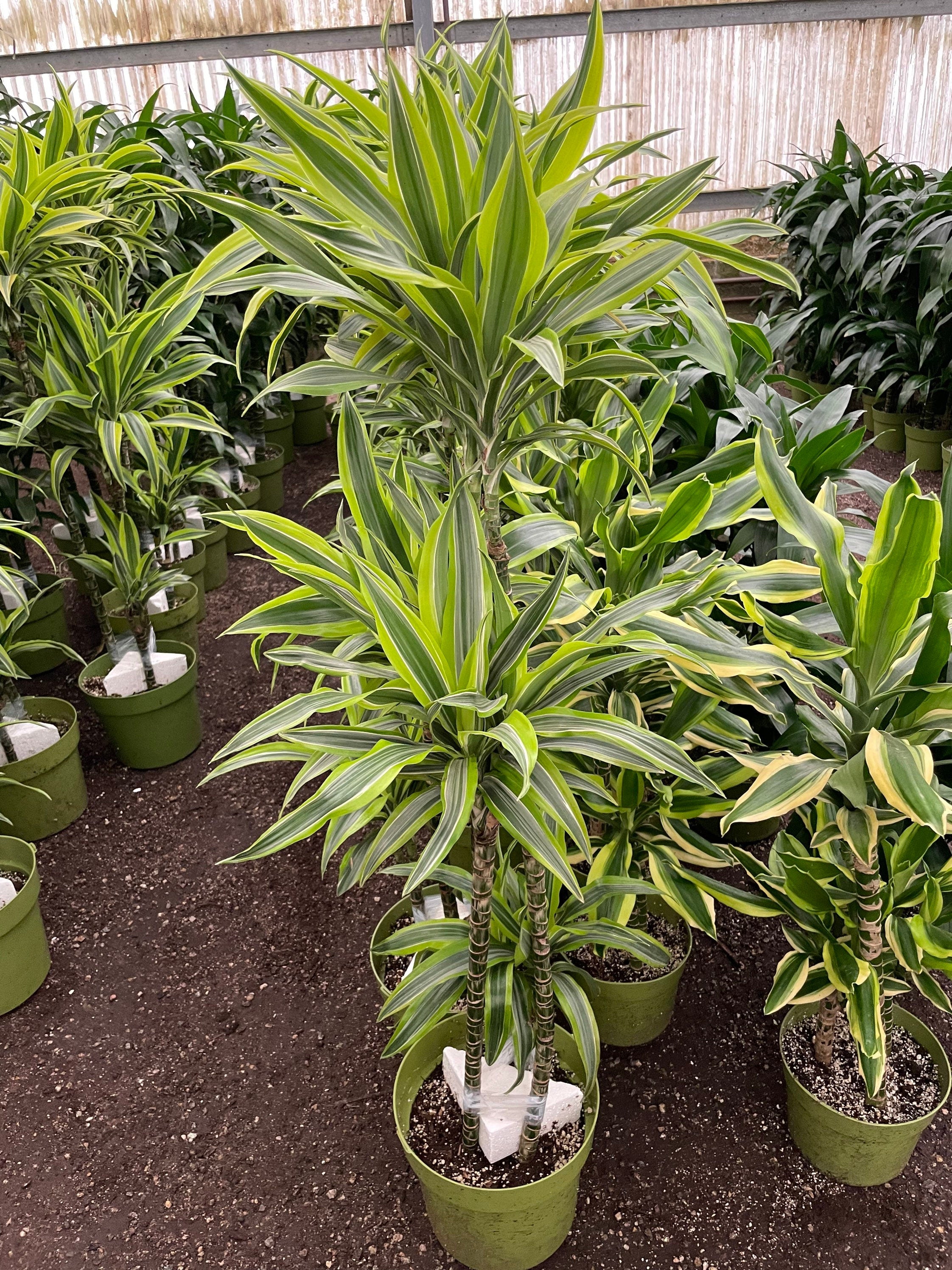 5-6ft Dracaena Del Sol - Variegated Corn Plant-easy care , low light , low water-ships without Growers  pot -4 cane in pot-not exact plant