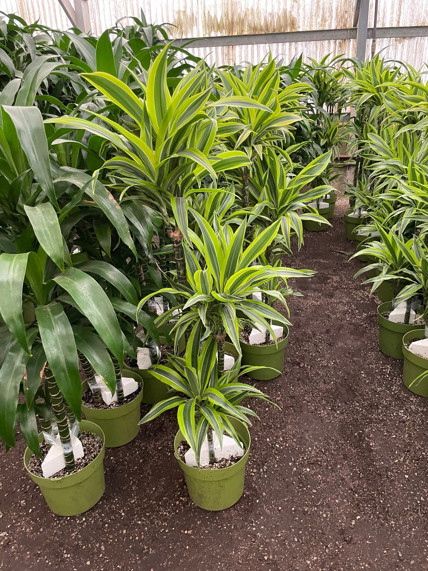 5-6ft Dracaena Del Sol - Variegated Corn Plant-easy care , low light , low water-ships without Growers  pot -4 cane in pot-not exact plant