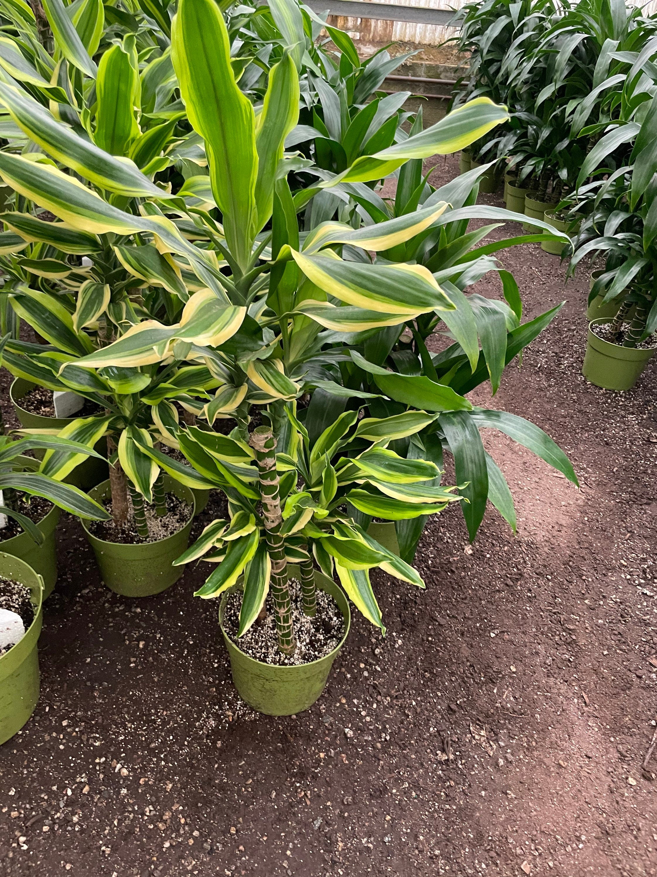 5-6ft Dracaena Del Sol - Variegated Corn Plant-easy care , low light , low water-ships without Growers  pot -4 cane in pot-not exact plant