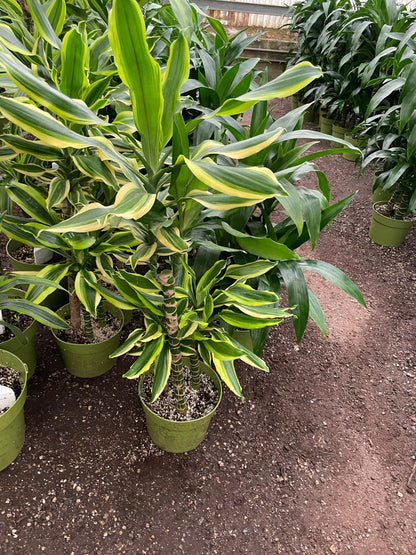 5-6ft Dracaena Del Sol - Variegated Corn Plant-easy care , low light , low water-ships without Growers  pot -4 cane in pot-not exact plant