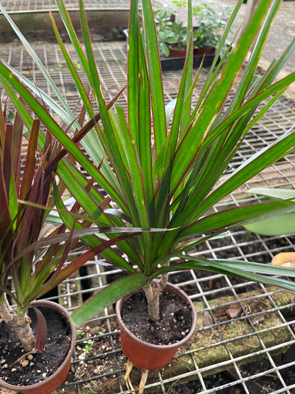 4 inch pot-bonsai tree form -Dracaena Marginata Colorama-air  purifier-easy care-similar to picture -3 options-easy care