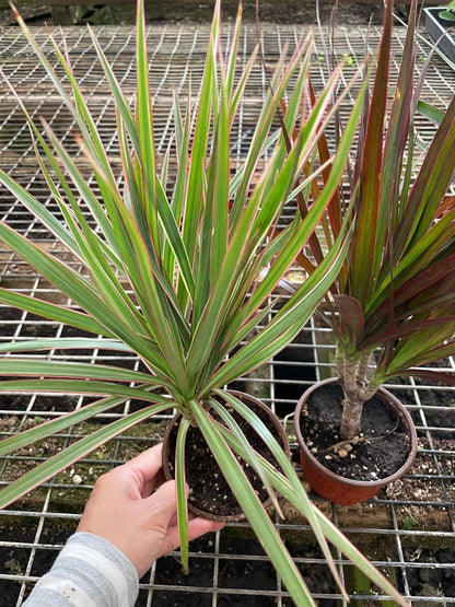 4 inch pot-bonsai tree form -Dracaena Marginata Colorama-air  purifier-easy care-similar to picture -3 options-easy care