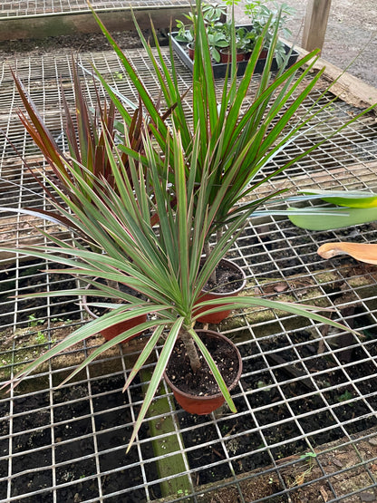 4 inch pot-bonsai tree form -Dracaena Marginata Colorama-air  purifier-easy care-similar to picture -3 options-easy care