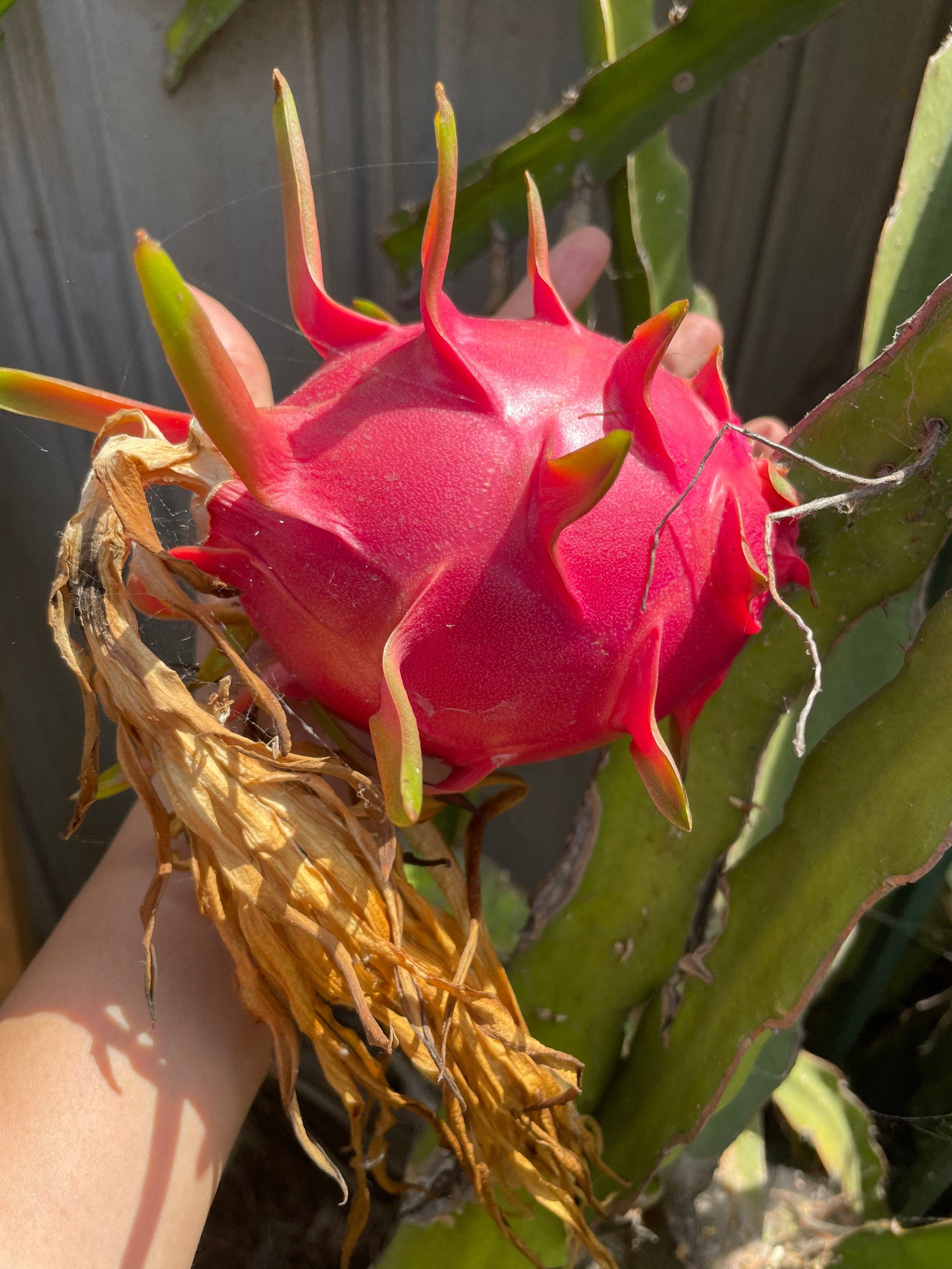 12 inch cutting white flesh dragon fruit-organic -actual fruit is pictured -will be able to fruit -self pollinating-large fruit-sweet