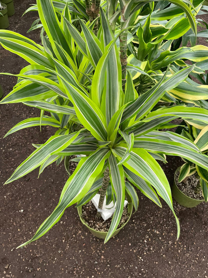 5-6ft Dracaena Del Sol - Variegated Corn Plant-easy care , low light , low water-ships without Growers  pot -4 cane in pot-not exact plant