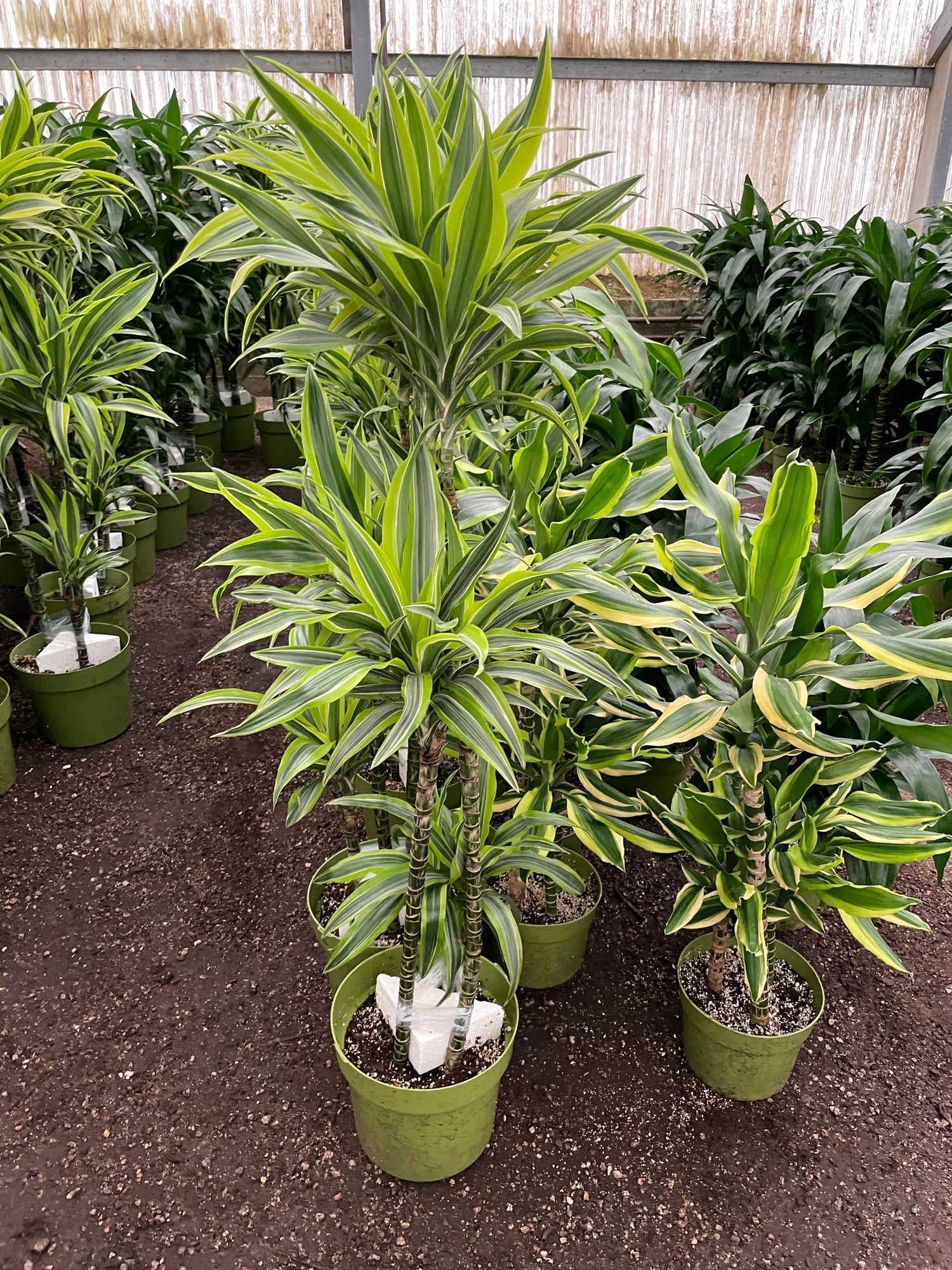 5-6ft Dracaena Del Sol - Variegated Corn Plant-easy care , low light , low water-ships without Growers  pot -4 cane in pot-not exact plant