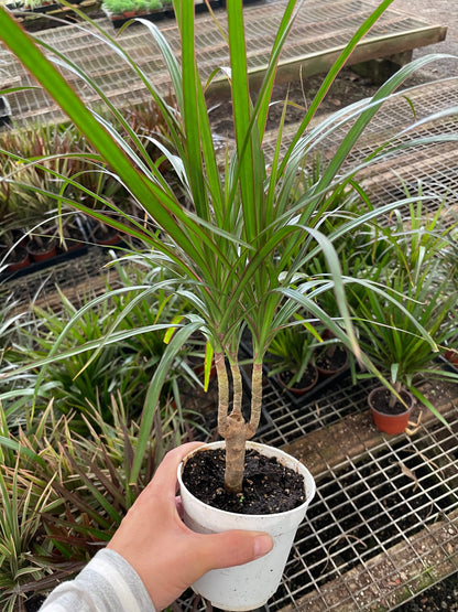 4 inch pot-bonsai tree form -Dracaena Marginata Colorama-air  purifier-easy care-similar to picture -3 options-easy care