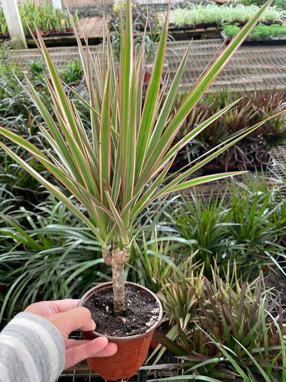 4 inch pot-bonsai tree form -Dracaena Marginata Colorama-air  purifier-easy care-similar to picture -3 options-easy care