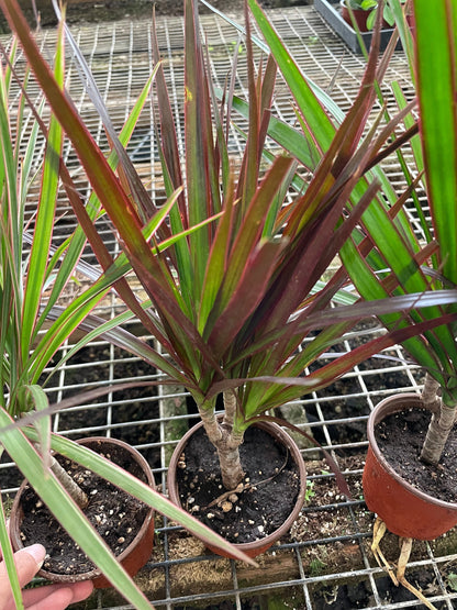 4 inch pot-bonsai tree form -Dracaena Marginata Colorama-air  purifier-easy care-similar to picture -3 options-easy care