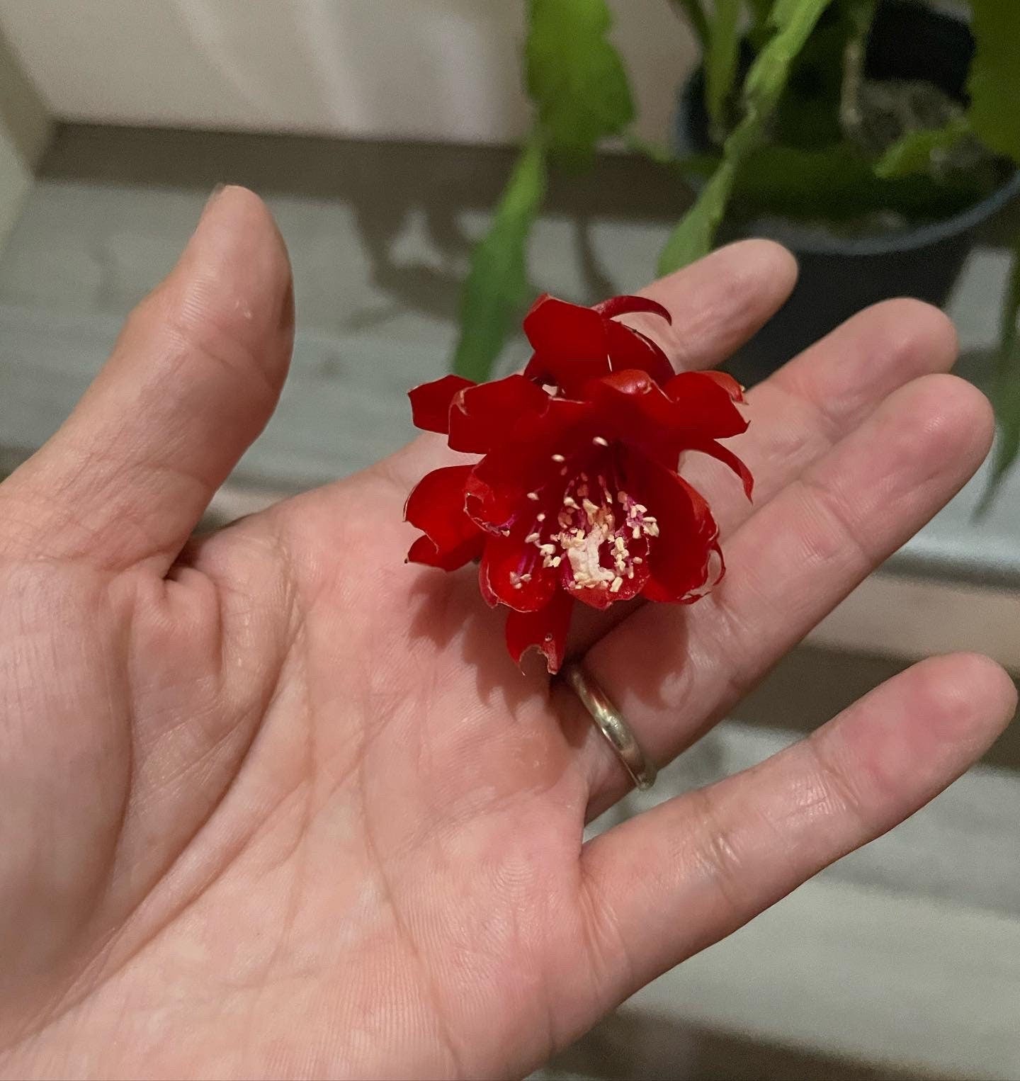 XL -1 gallon -rare red flower epiphyllum-exact plant as picture -blooming as of 10/1- small red flowers noid Disocactus hybrid .