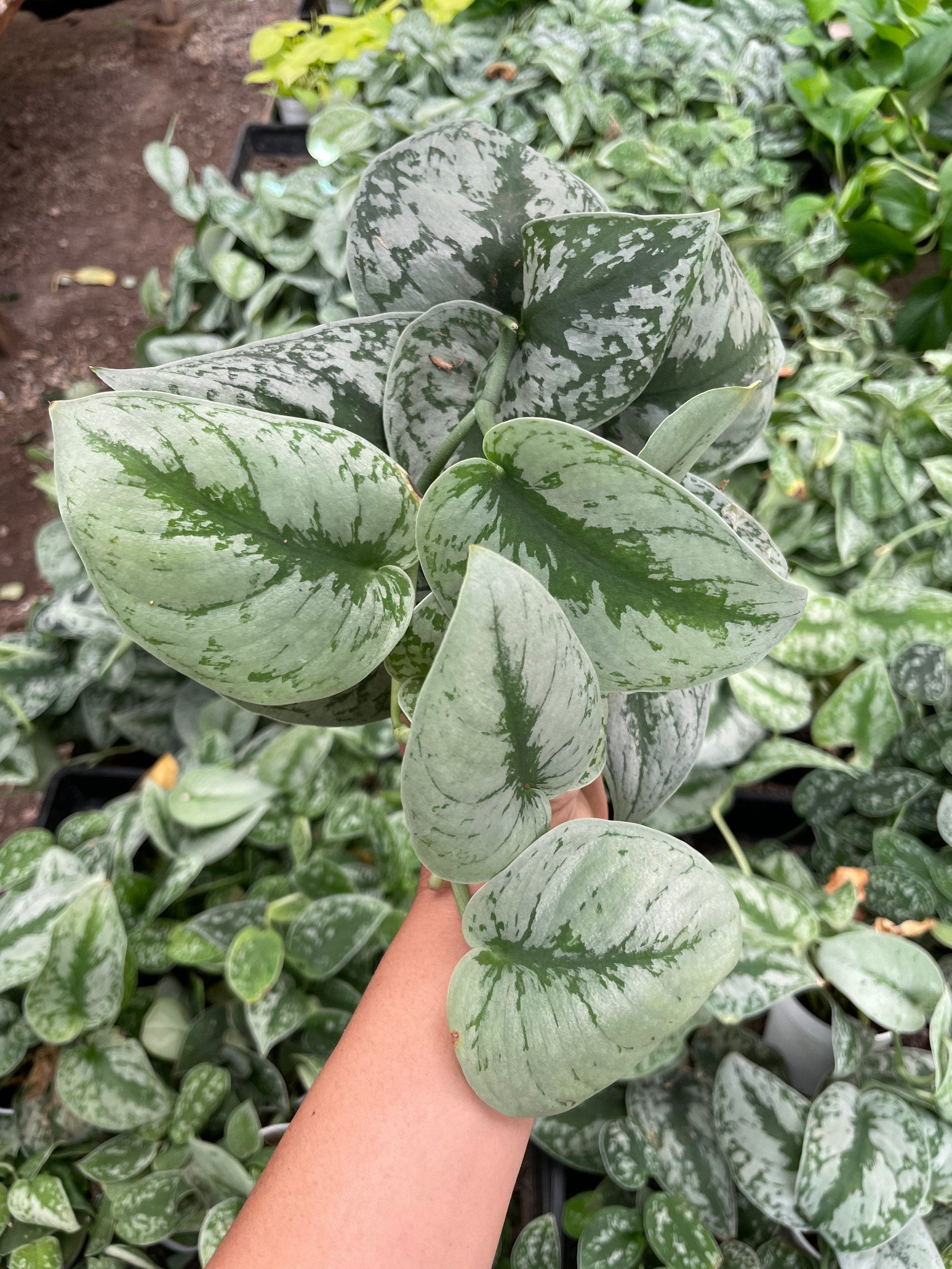 Large and full -4 inch Live Potted- Silver satin pothos splash -similar to photo not exact-silver splash-exoctica