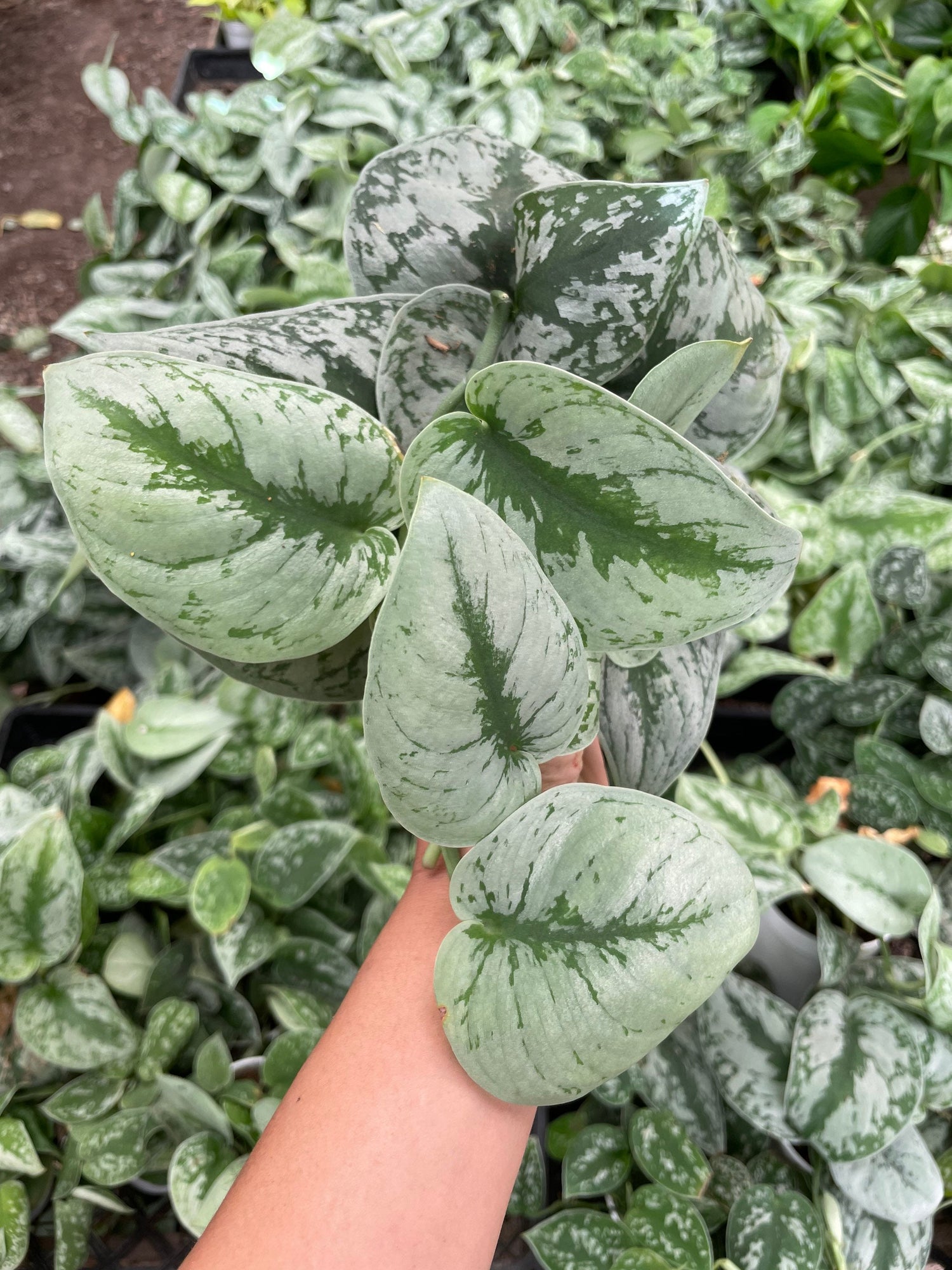 Large and full -4 inch Live Potted- Silver satin pothos splash -similar to photo not exact-silver splash-exoctica