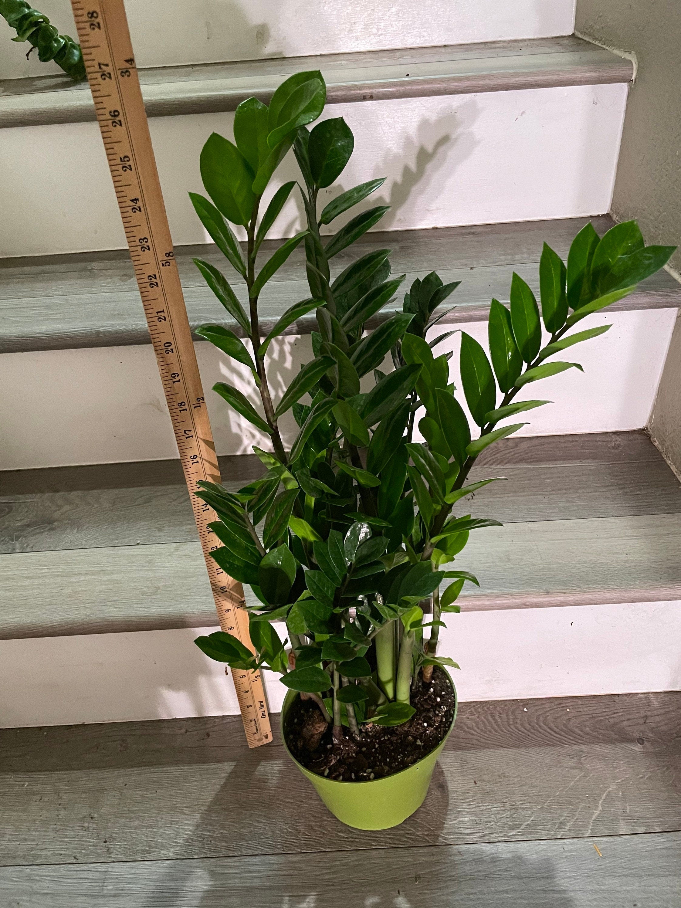 ZZ plant (Zamioculcas zamiifolia)-easy care- air purifier-handles low light- multiple size option