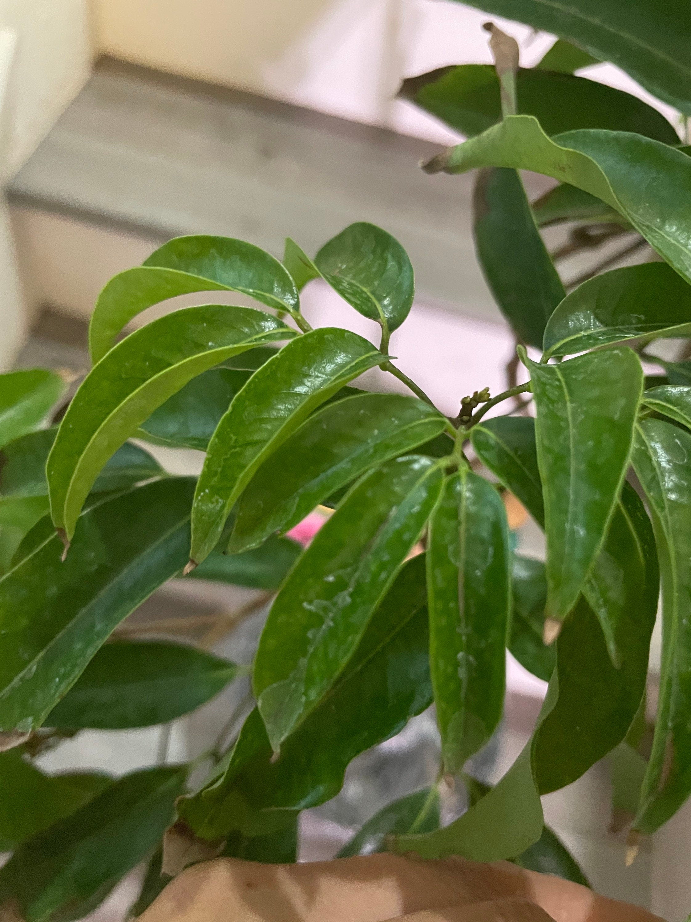 Brewster  Lychee -3 gallon potted exotic fruit -air layered -fruiting within 1-2 years. 2-3 ft based  on availability-not exact