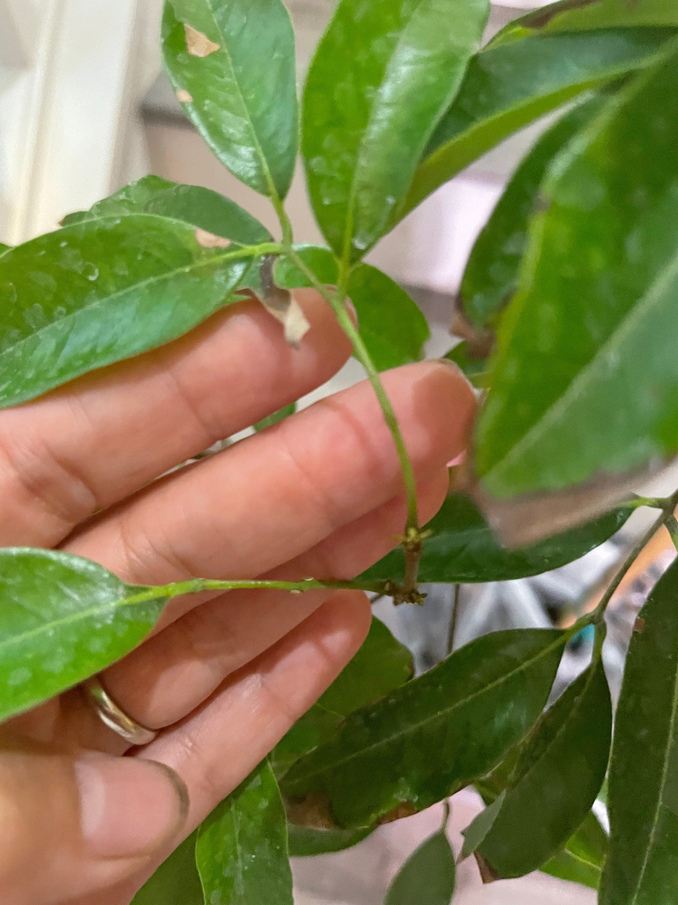 Brewster  Lychee -3 gallon potted exotic fruit -air layered -fruiting within 1-2 years. 2-3 ft based  on availability-not exact