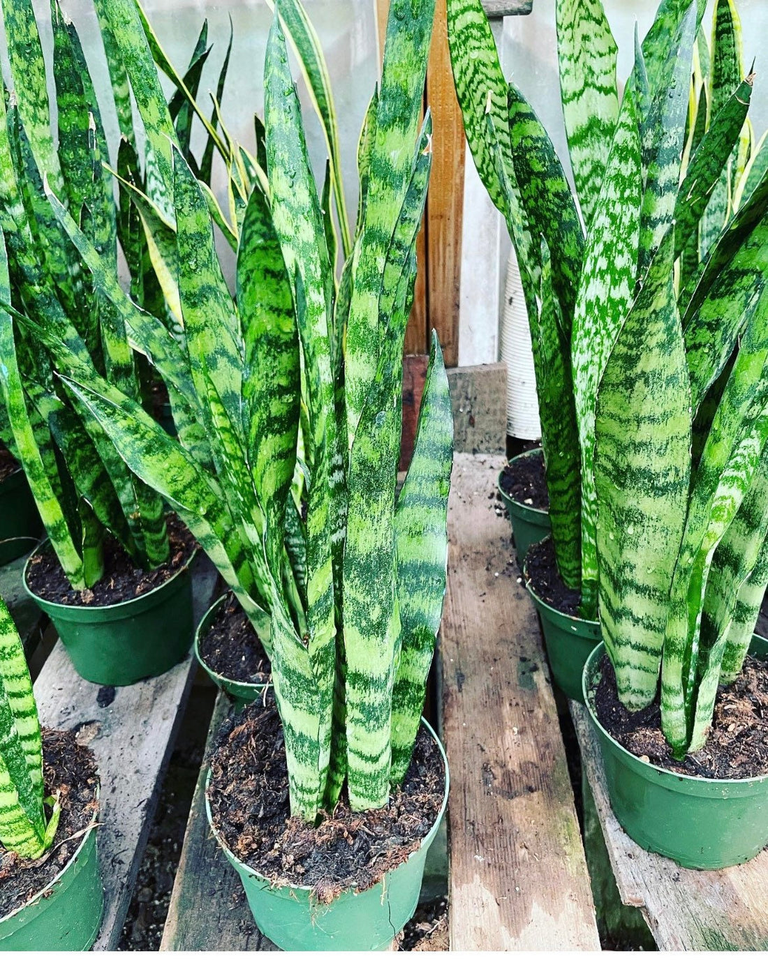 XXXL available- multiple options:   1ft to 3ft tall  -Sansevieria trifasciata Green - Bowstring Hemp, Snake Plant, Mother-In-Law&