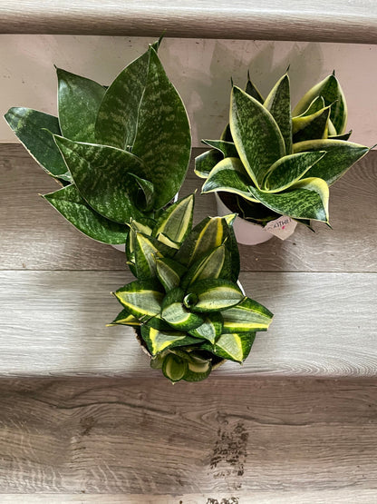 Dwarf Sansevieria Combo- trifasciata &