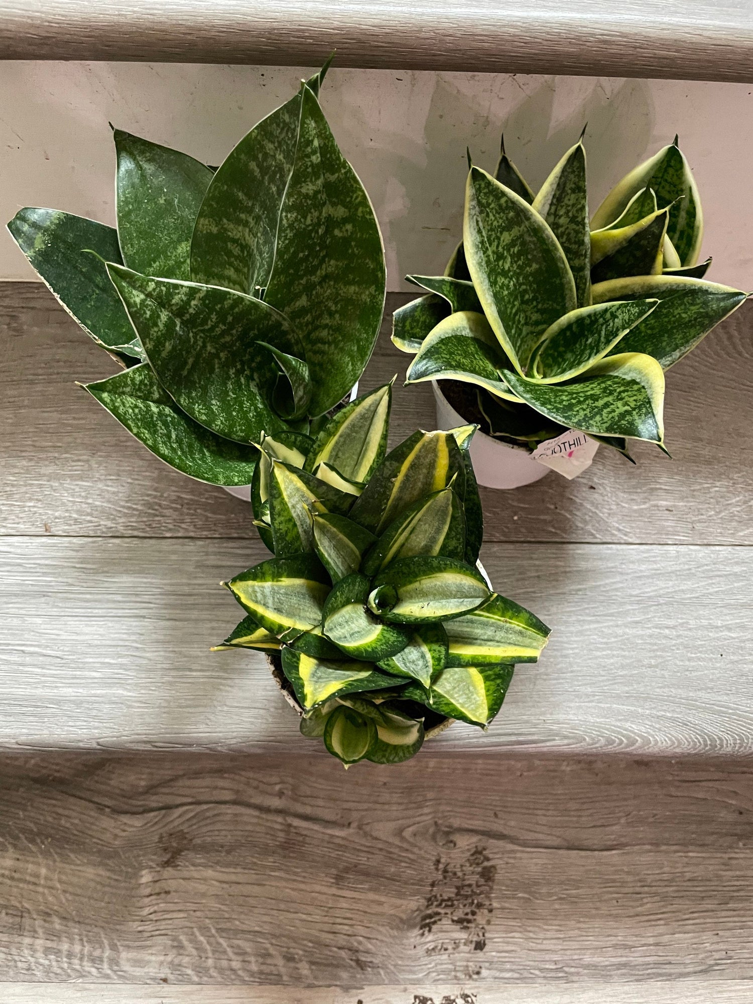Dwarf Sansevieria Combo- trifasciata &