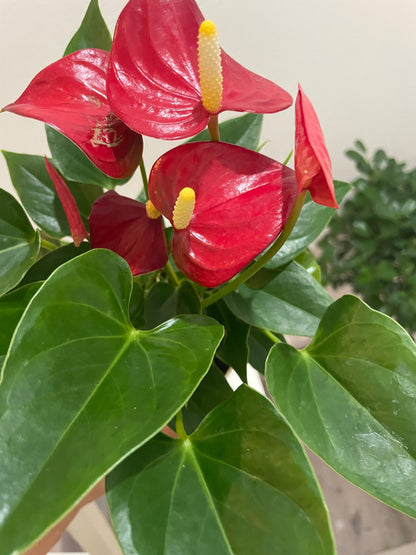 4 in potted live plant - Collectors Red Anthurium -easy care, air purifier