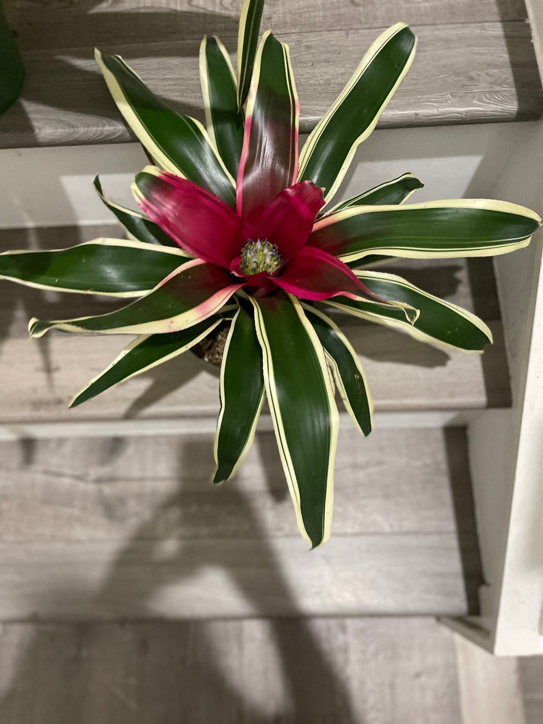 large 6 inch potted-Bromeliad Neoregelia Variegated -easy care keep water in flower cup! Madame Van Durme-V” violet center-not exact